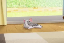 Chi's Sweet Home episode 1